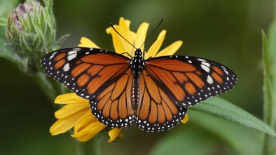 explore butterfly world