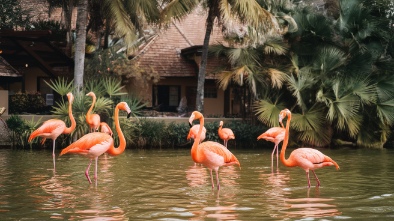 flamingo gardens